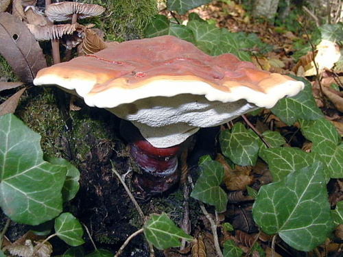Hongos medicinales. Micoterapia.