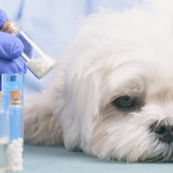 Veterinaria