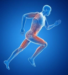 Asesoramiento en nutrición deportiva