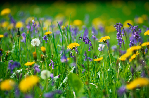 Taraxacum officinalis
