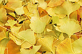 Ginkgo Biloba