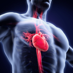Detección de riesgo cardiovascular