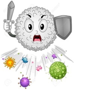 És el moment de reforçar el nostre sistema immunitari