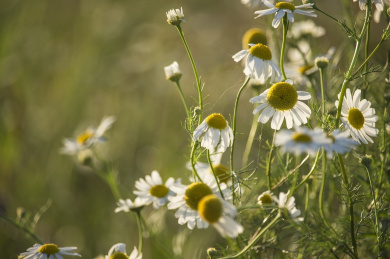 Consejo en homeopatía y fitoterapia 