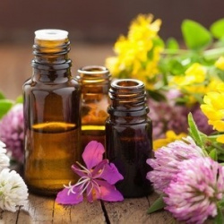 Dietètica i fitoteràpia