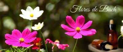 Consulta de flors de bach