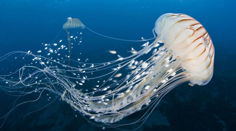 Què és una medusa i què cal fer