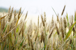 Test d'intolerància alimentària 