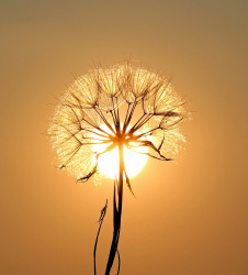 Solars