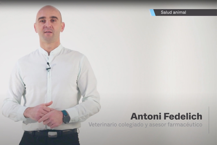 Salud animal: alimentos que tu mascota no debe comer